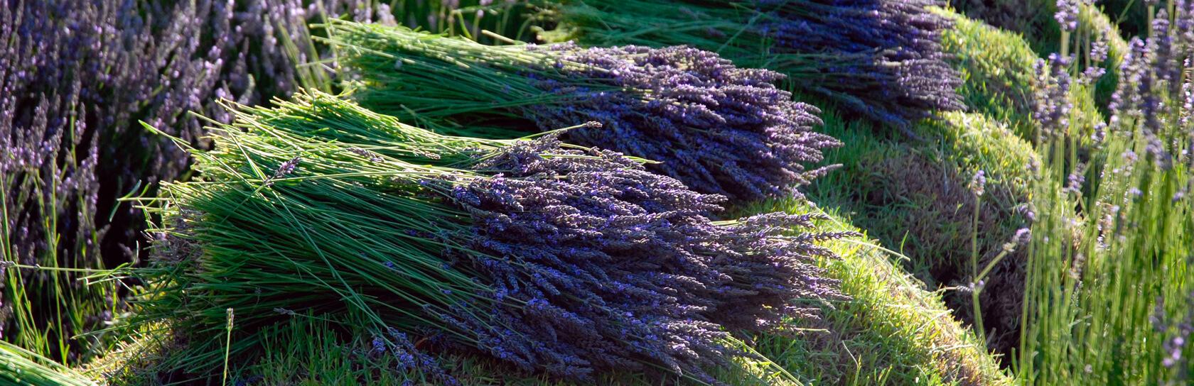 Lavender field image