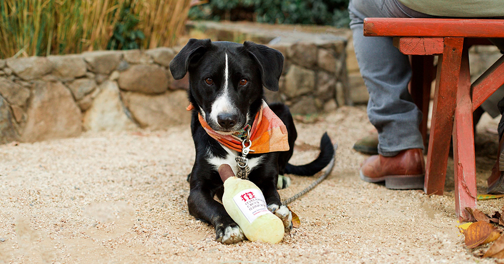 Matanzas Creek Winery is Dog Friendly