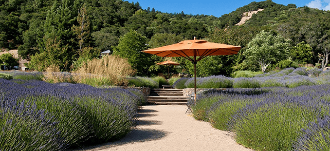 Yoga in the lavender fields